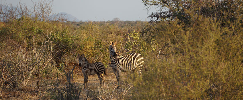 A mother and baby zebra in the African bush