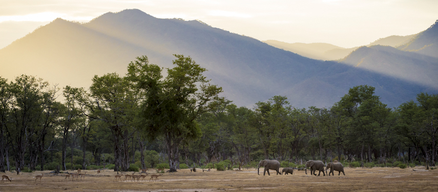 Herds of elephants and gazelle in the riverine forests of Mana Pools National Park, Zimbabwe at sunset
