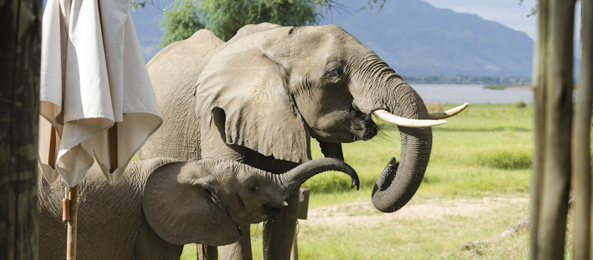 An elephant and calf graze within reach in front of Ruckomechi safari camp in Mana Pools National Park, Zimbabwe